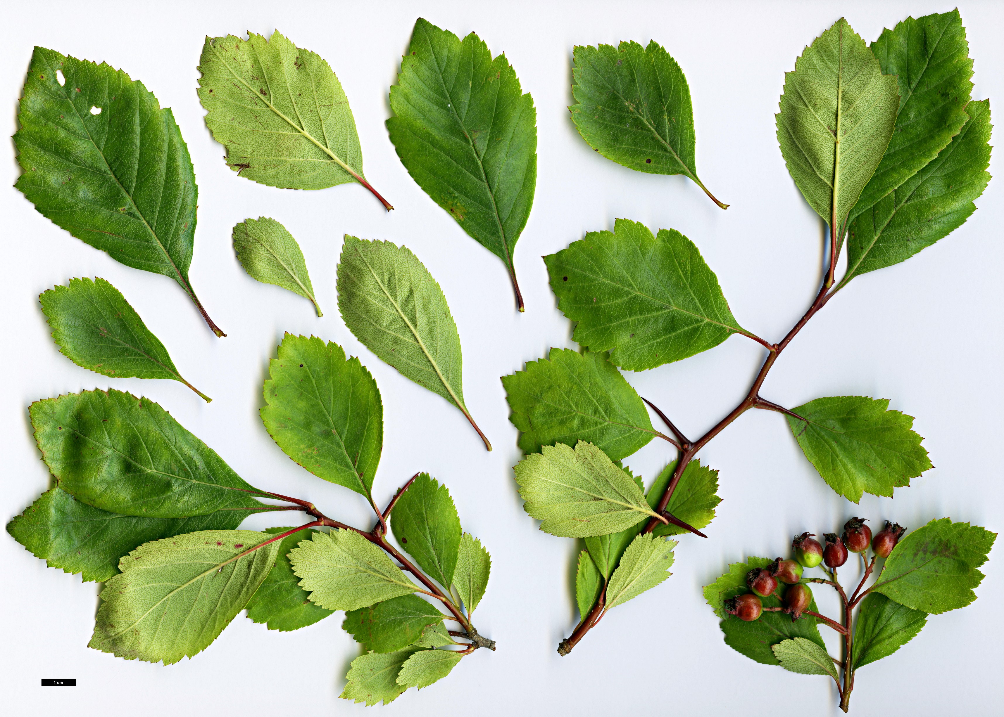 High resolution image: Family: Rosaceae - Genus: Crataegus - Taxon: okanaganensis - SpeciesSub: var. wellsii